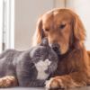 Golden retriever and grey cat cuddled up.