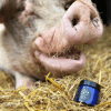 Close up of pig with blue jar of CBD Salve