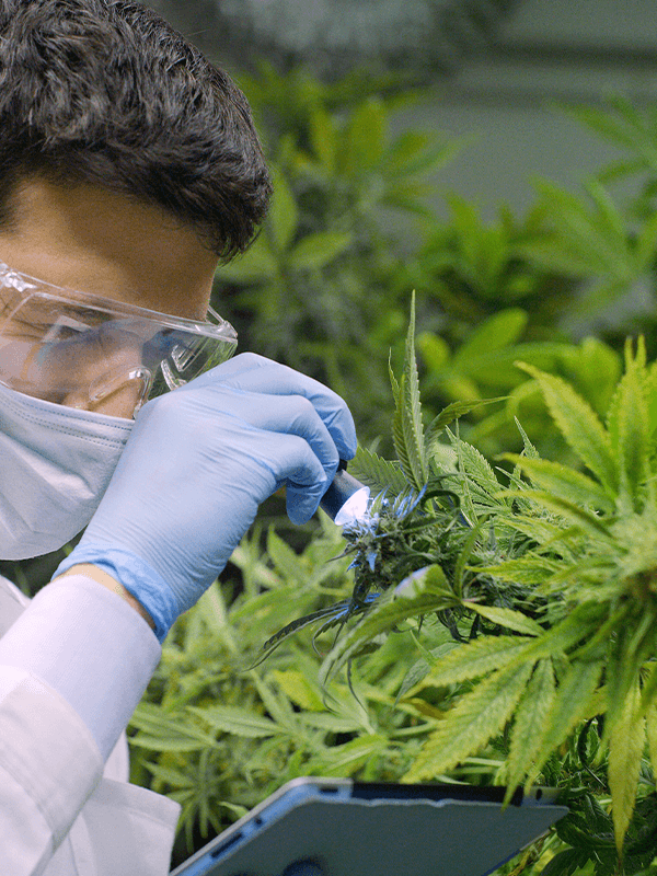 Male lab worker with a flash light inspecting a hemp plant.