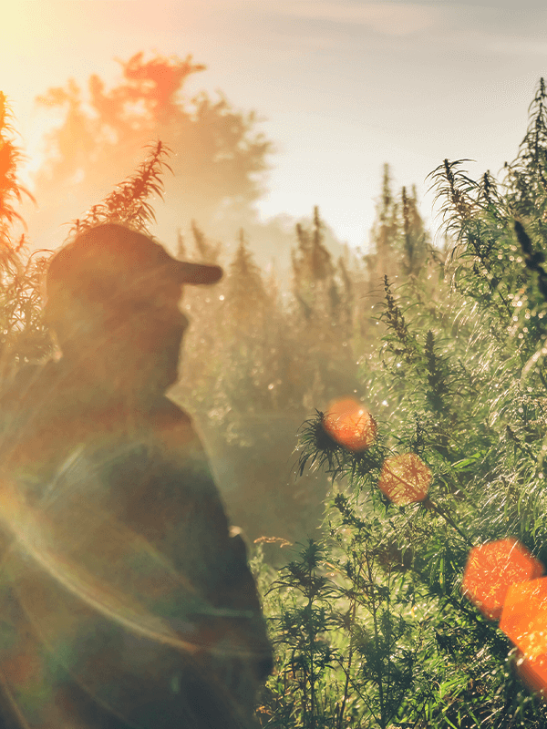 Farmer in Hemp field with orange bokeh.